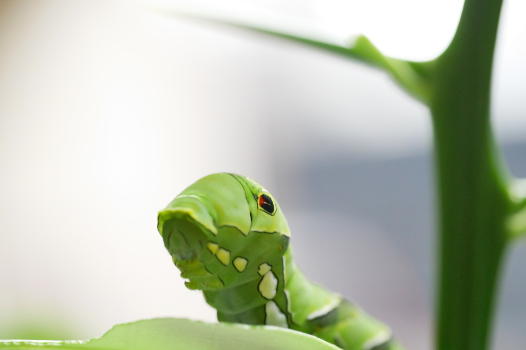 キンカンの葉、頂いています