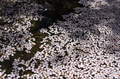 水面を飾る桜の花びら