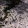 水面を飾る桜の花びら