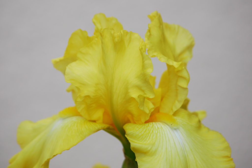 い・・・今！　10月26日撮影