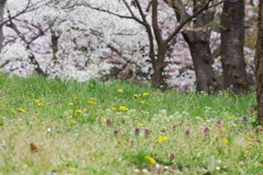 桜の下にも春