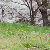 桜の下にも春