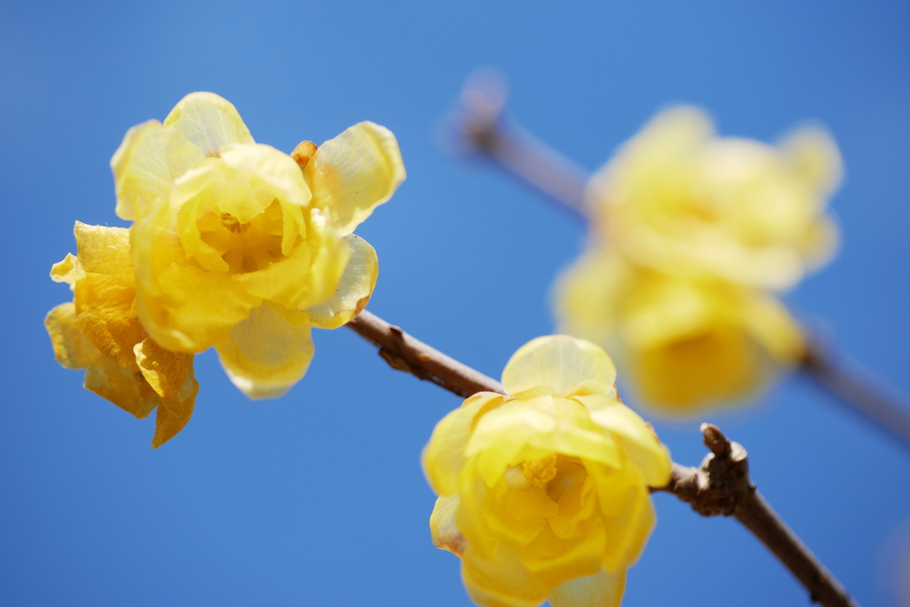 蝋梅の花、青空を背景に