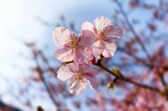 いつの間にか八分咲き　近所の桜