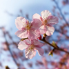 いつの間にか八分咲き　近所の桜