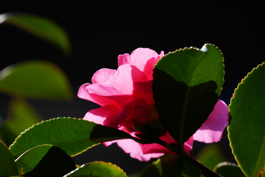 透過光の山茶花