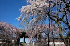 枝垂桜と山門を見上げる