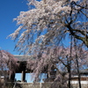 枝垂桜と山門を見上げる