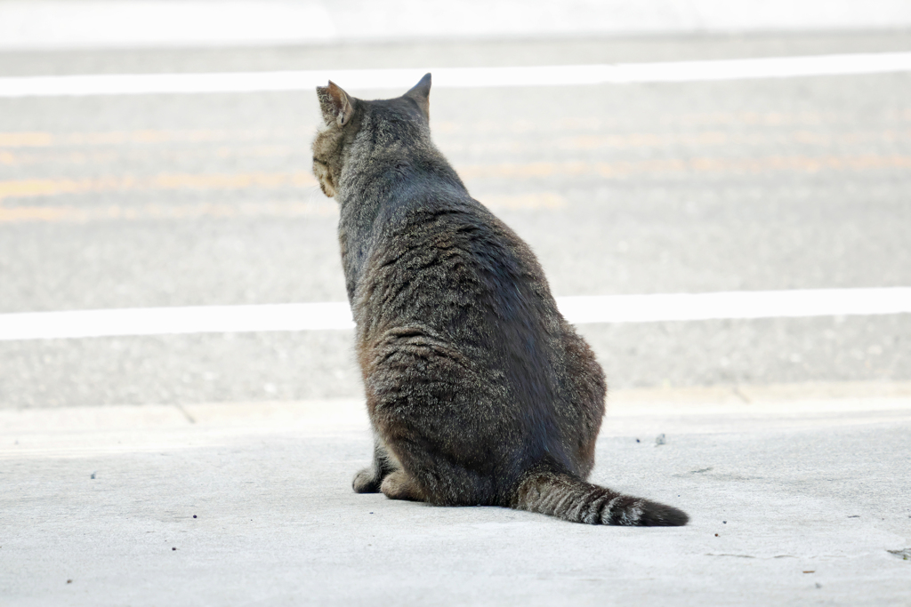 通りの安全監視中