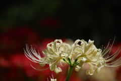 白い曼殊沙華