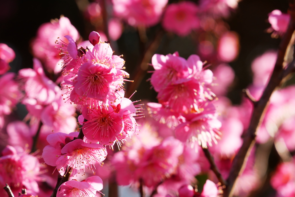 陽射しを受ける紅梅の花