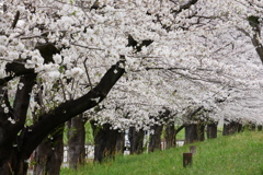 道路わきの桜並木で