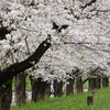 道路わきの桜並木で
