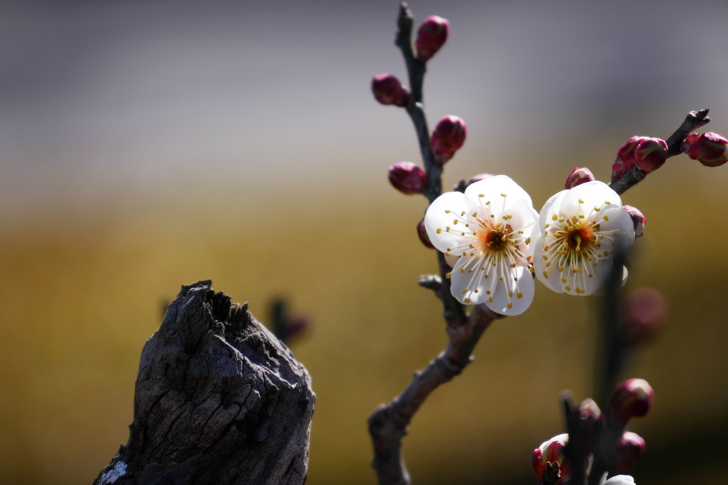 桜伐る馬鹿梅伐らぬ馬鹿