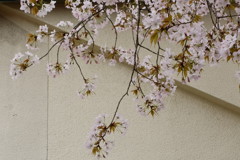 日本画を意識してみた桜の切り取り