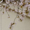 日本画を意識してみた桜の切り取り