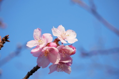 やっと咲き始めた今年の河津桜