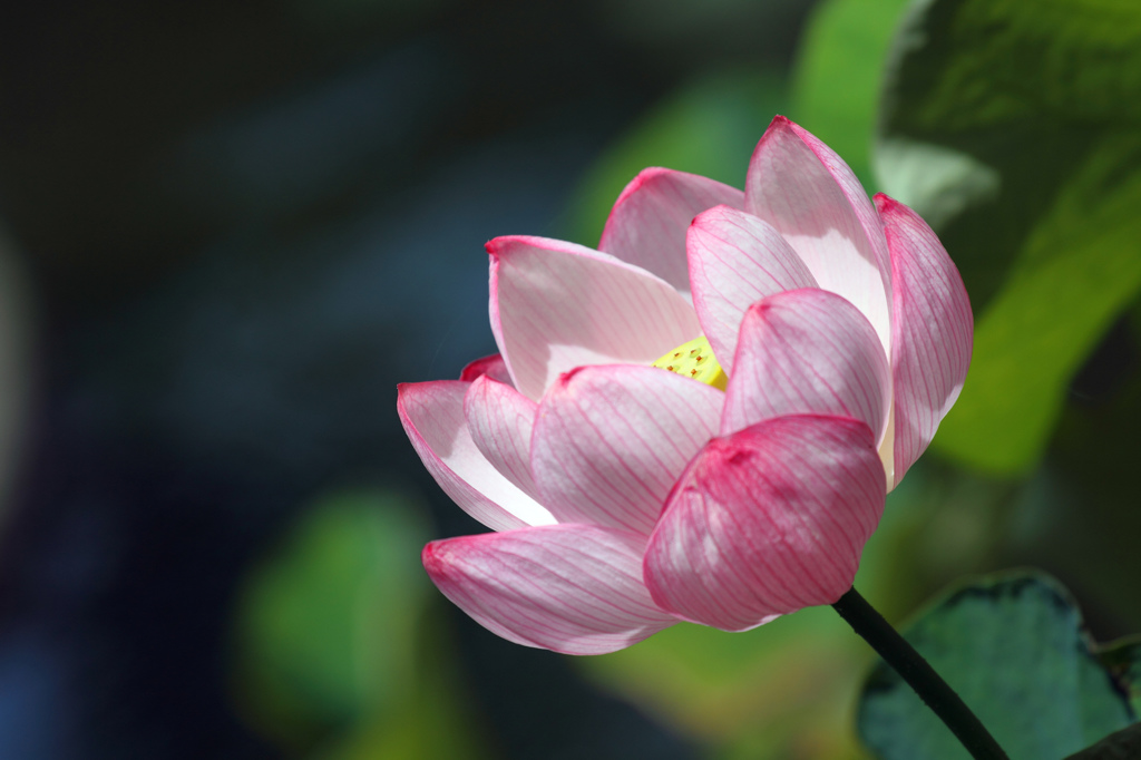 桜蓮の花托を覗く