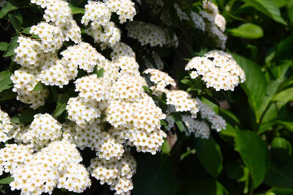 小手毬と、次に控える紫陽花