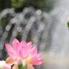 噴水を背景にしたハスの花をハイキーで