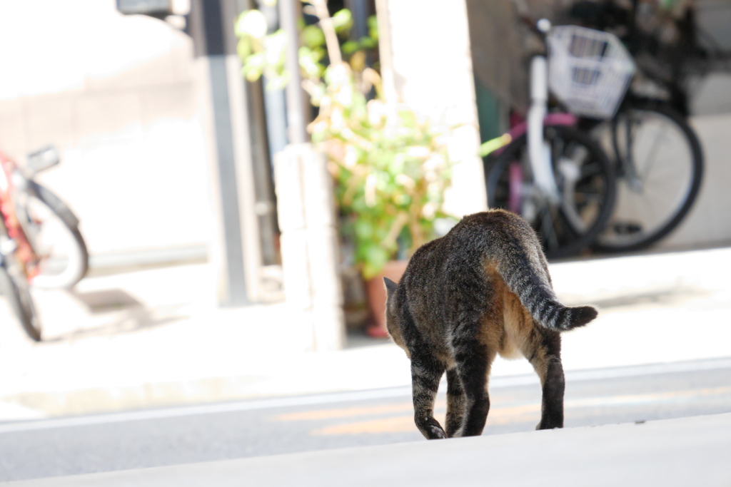 明るい街へと出かけるトラ子