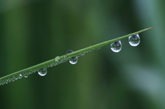 朝露レンズ