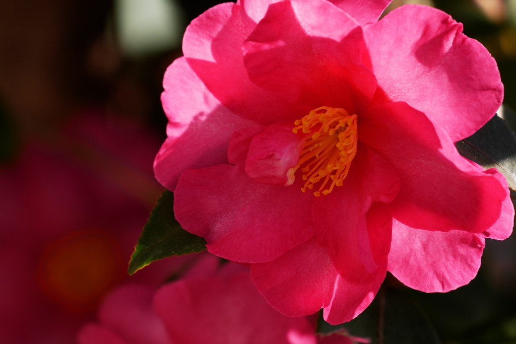 山茶花