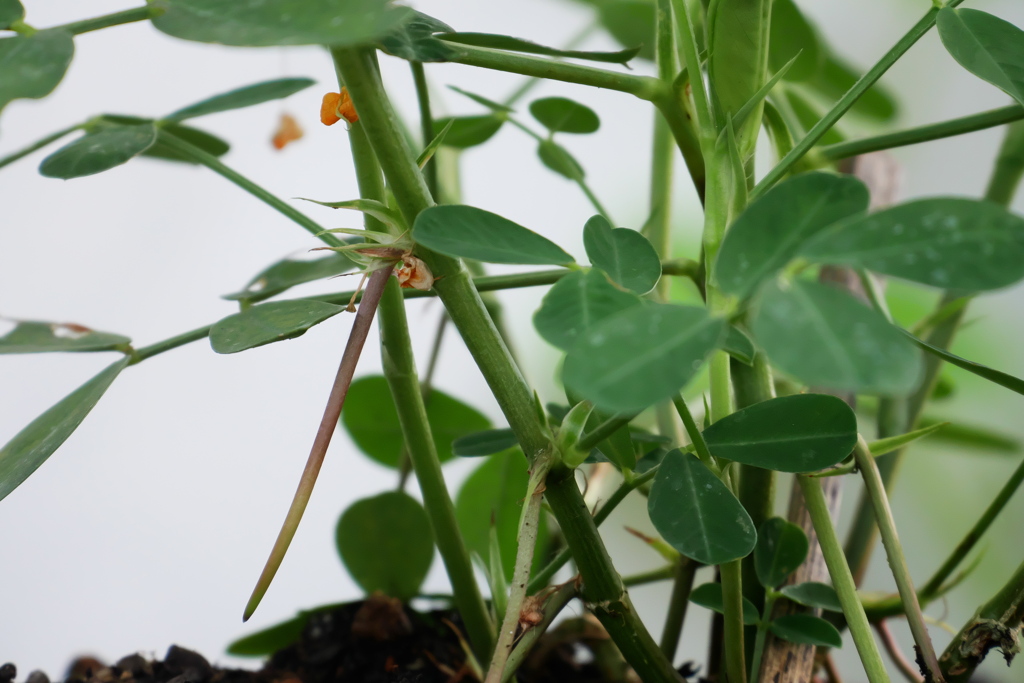 落花生の落ちる様