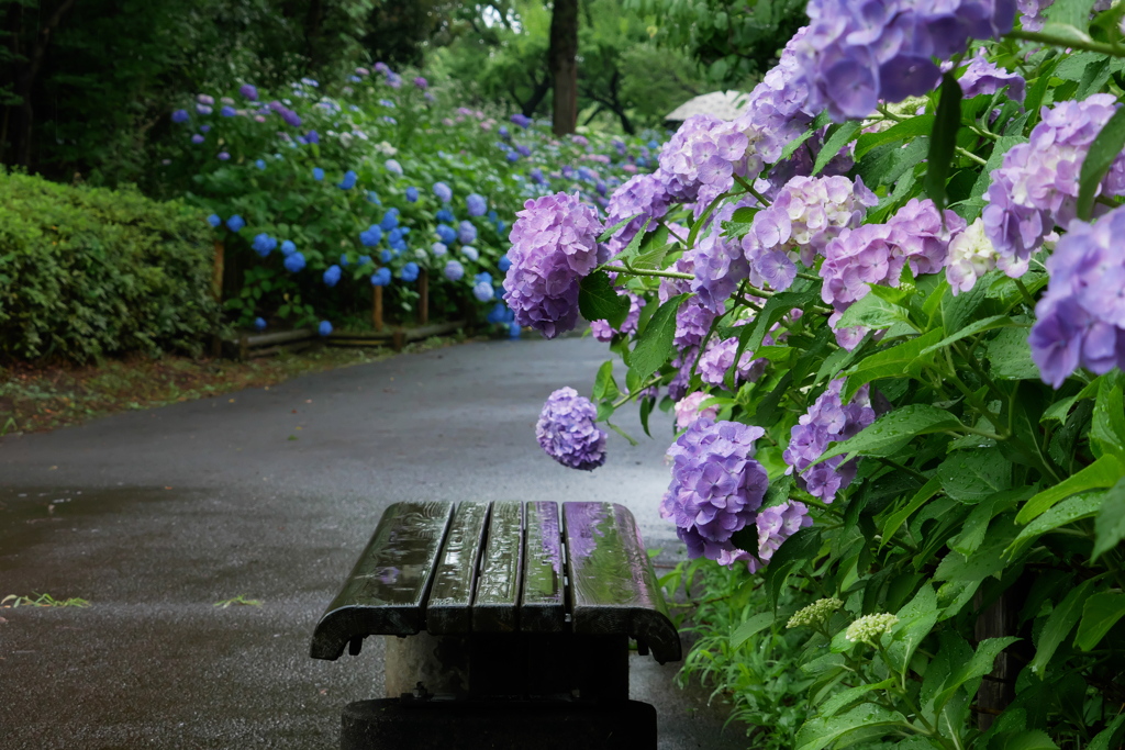 雨のベンチ、紫陽花色を映す