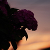 紫陽花の夕景