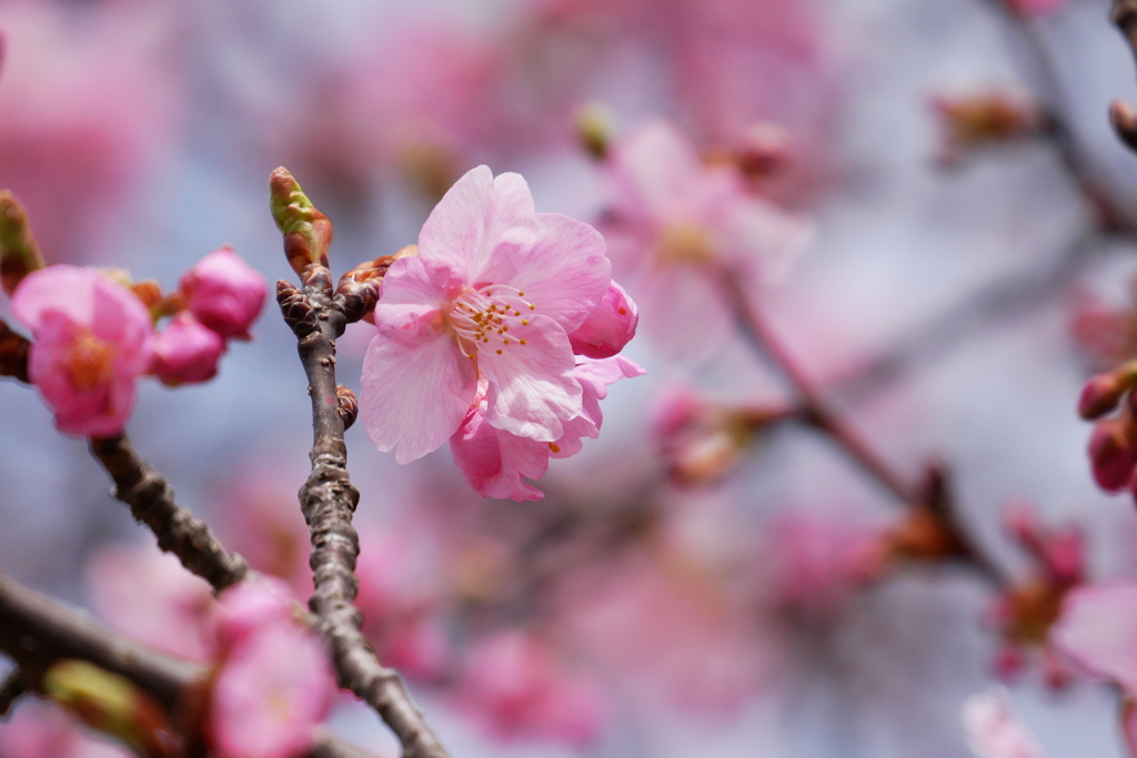 河津桜もチラホラ
