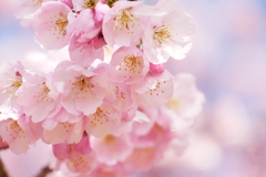 柔らかな色、安行寒桜