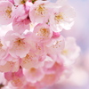 柔らかな色、安行寒桜