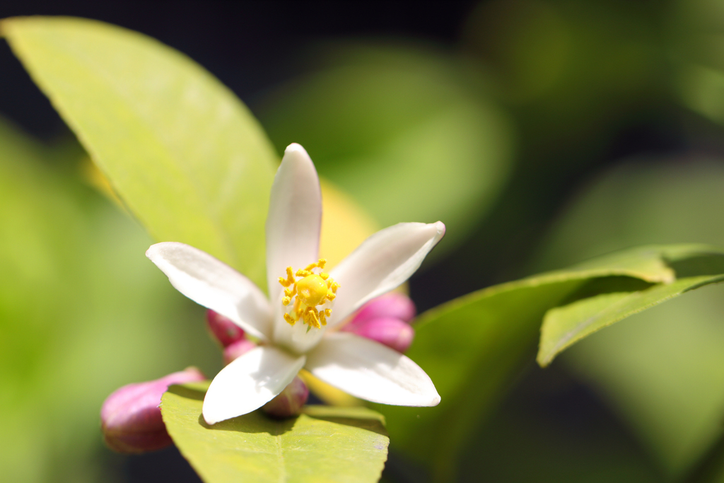 レモンの開花