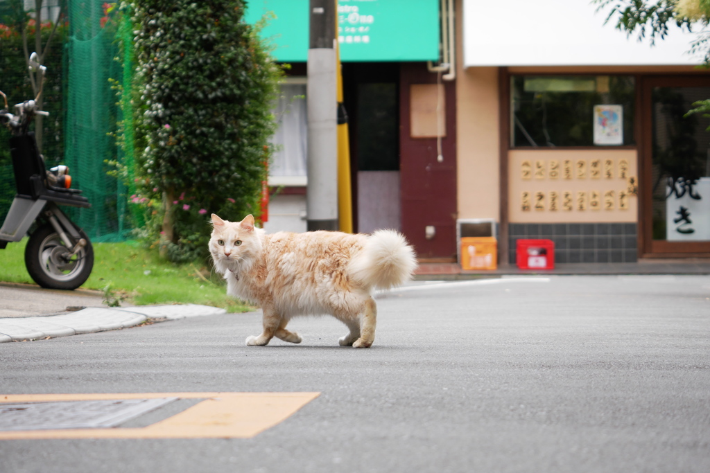 もふもふが横切る朝の風景