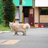 もふもふが横切る朝の風景