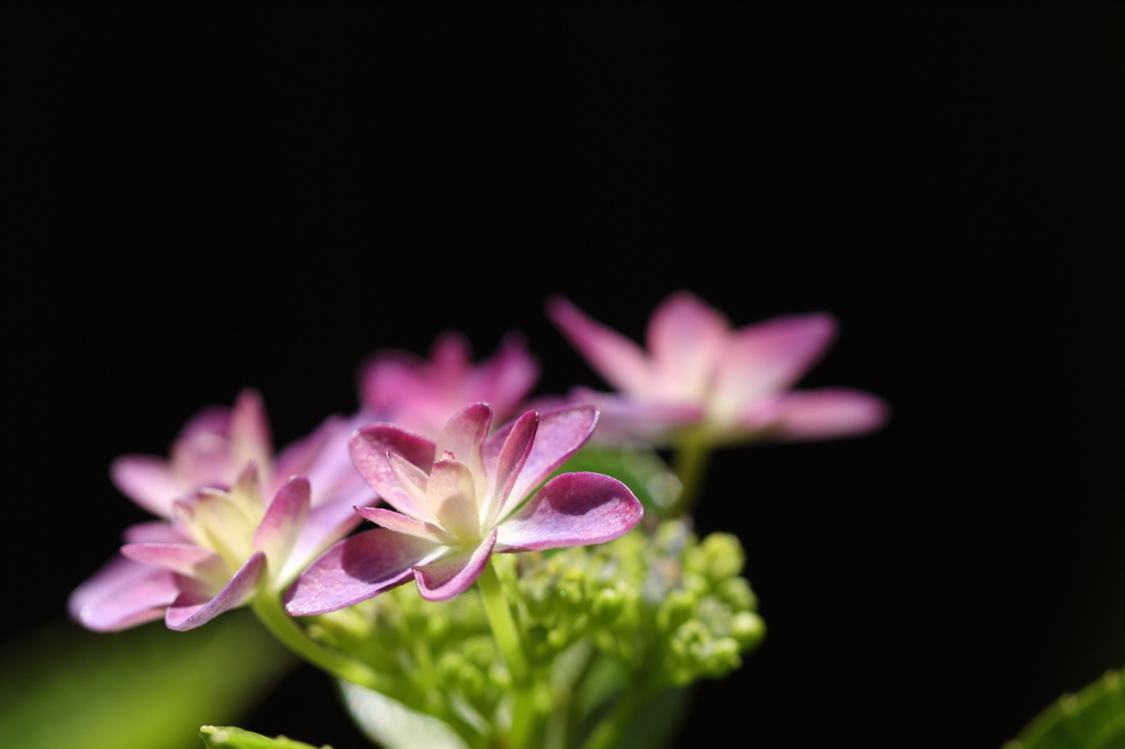 黒塀を背に咲く紫陽花