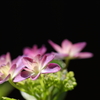 黒塀を背に咲く紫陽花