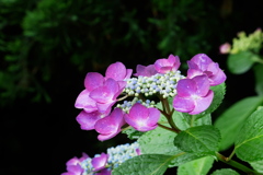 梅雨の花