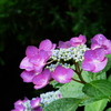 梅雨の花