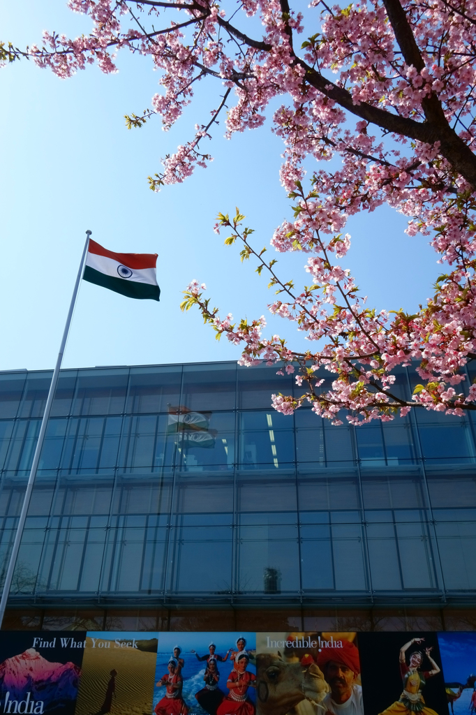 インドの桜