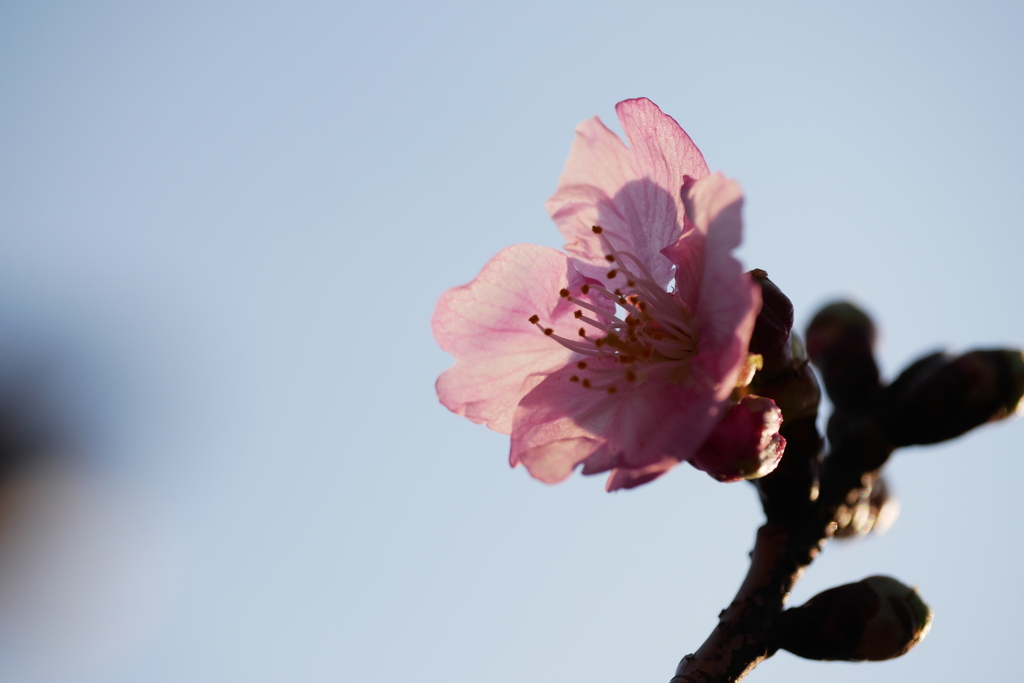 透過光河津桜