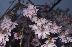 宵の枝垂れ桜