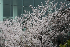 窓際の桜