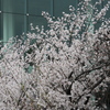 窓際の桜