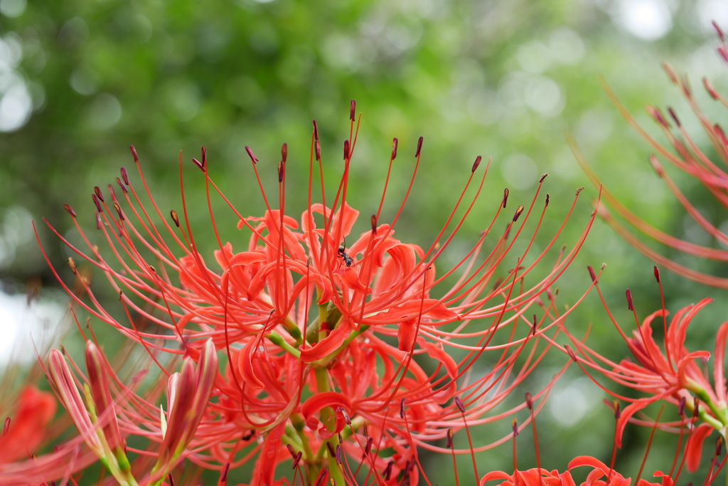 蟻と曼殊沙華
