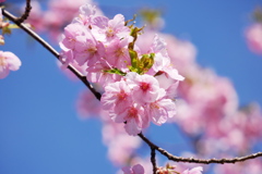 青空の下、河津桜