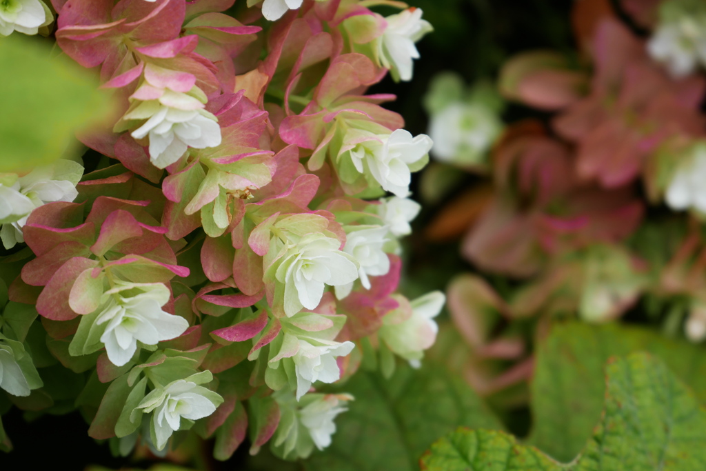 七月のアナベル