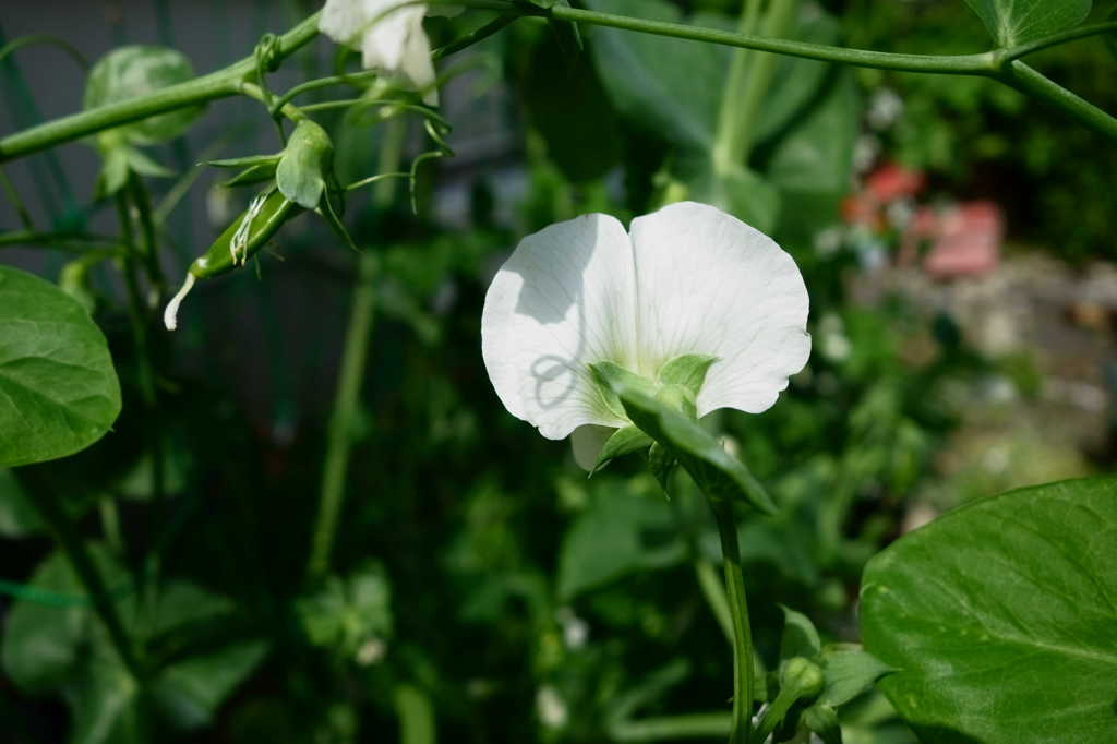 白花エンドウにツルの影