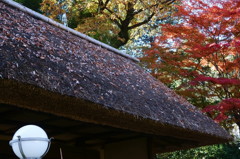 屋根にも秋の趣